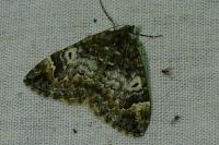 Dysstroma truncata
