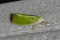 Earias clorana