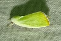 Earias clorana