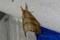 Falcaria lacertinaria