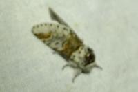 Furcula furcula