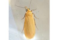 Wittia sororcula
