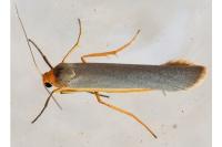 Manulea complana