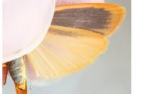 Manulea complana