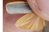 Manulea complana