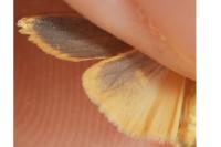 Indalia pygmaeola pallifrons