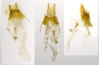 Nycteola revayana