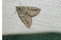 Thera cupressata