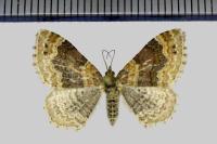 Xanthorhoe spadicearia