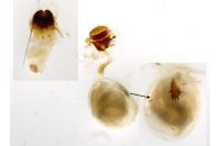 Xanthorhoe spadicearia