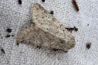 Aporophyla canescens