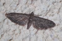 Eupithecia oxycedrata