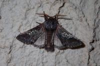 Diloba caeruleocephala