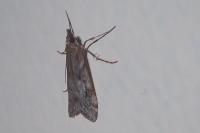 Eudonia angustea