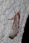 Evergestis isatidalis