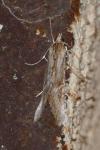 Evergestis isatidalis