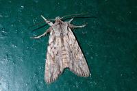 Lithophane leautieri