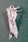 Lithophane leautieri