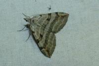 Aplocera efformata/plagiata