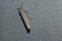 Eilema caniola