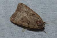Eugnorisma depuncta