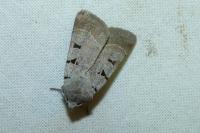 Eugnorisma glareosa