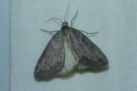 Pachycnemia hippocastanaria hippocastanaria