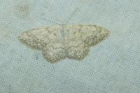 Scopula marginepunctata