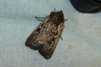 Xestia agathina