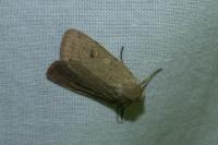 Xestia castanea