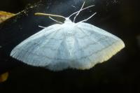 Cabera pusaria