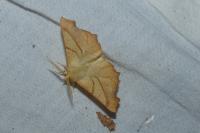Ennomos erosaria