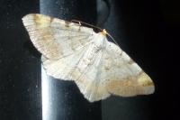 Macaria liturata