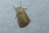 Mythimna sicula