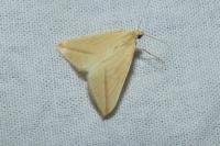 Rhodometra sacraria