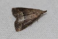 Schrankia costaestrigalis
