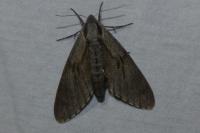 Hyloicus pinastri/maurorum
