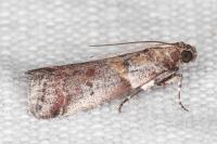 Acrobasis glaucella/fallouella