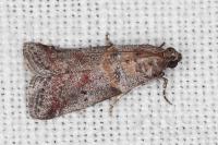 Acrobasis glaucella/fallouella