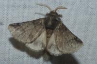 Thaumetopoea processionea