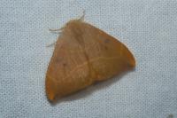 Watsonalla binaria