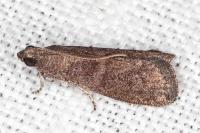 Assara conicolella