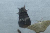 Drymonia querna