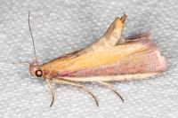 Oncocera semirubella