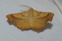 Ennomos fuscantaria
