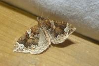 Eulithis prunata