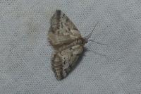 Eumannia oranaria
