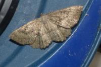 Gnophos furvata
