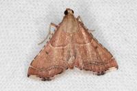 Endotricha flammealis