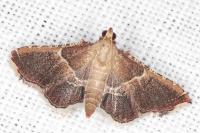 Endotricha flammealis